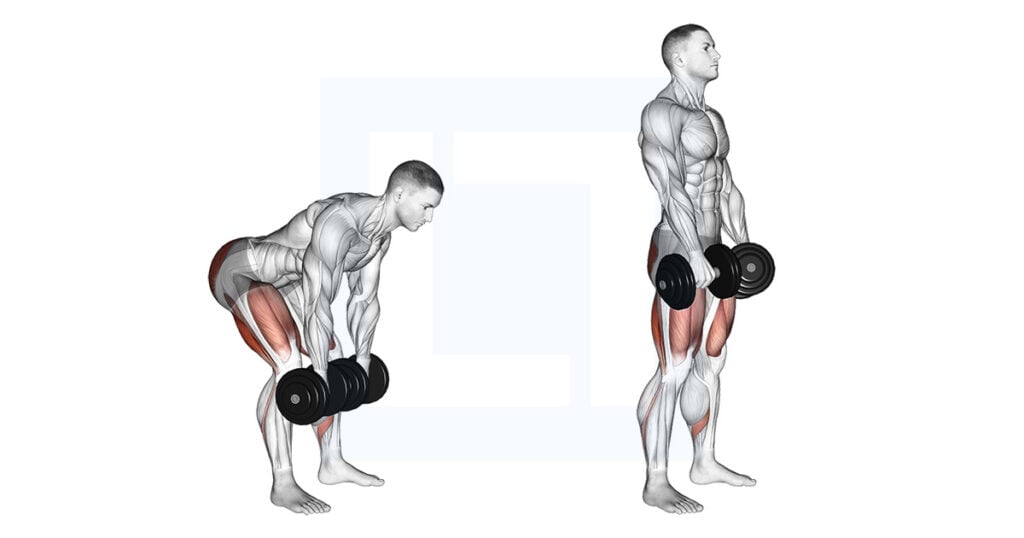 Dumbbell Romanian Deadlift - Guide, Benefits, and Form