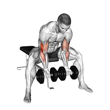 Dumbbell Seated Double Concentration Curl
