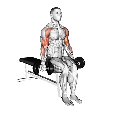 Dumbbell Seated Drag Curl