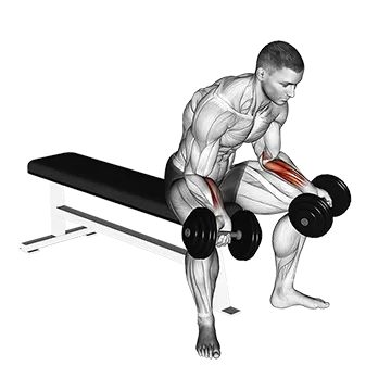 Best Dumbbell Forearm Workouts Dumbbell Seated Palms Up Wrist Curl