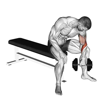 Dumbbell Seated Revers Grip Concentration Curl
