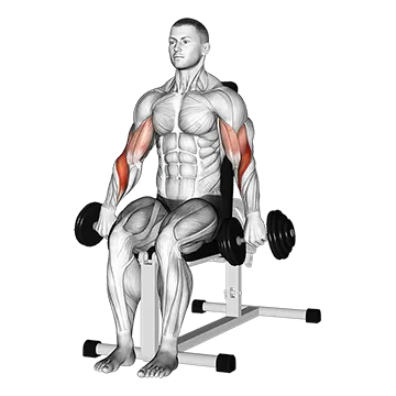 Dumbbell Seated Reverse Grip Biceps Curl
