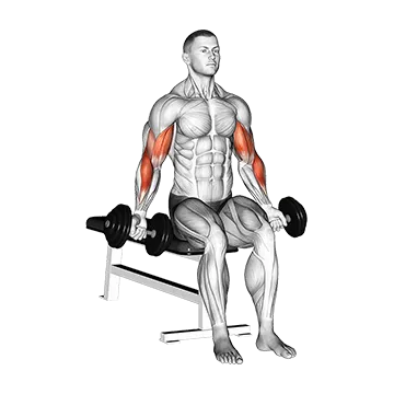 Dumbbell Seated Zottman Curl