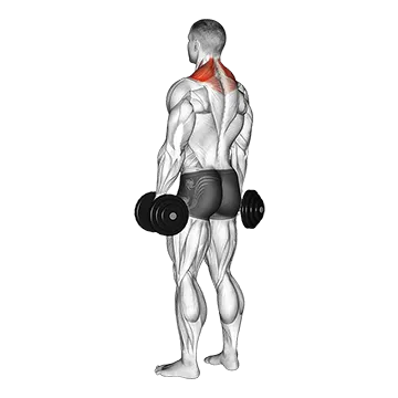 Best Dumbbell Shoulder Workouts Dumbbell Shrug