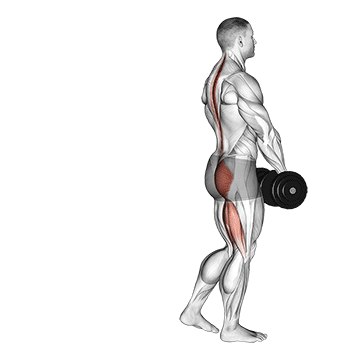 Best Dumbbell Leg Workouts Dumbbell Single Leg Deadlift