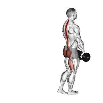 Best Dumbbell Leg Workouts Dumbbell Single Stiff Leg Deadlift