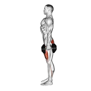 Best Dumbbell Hiit Workouts Dumbbell Squat