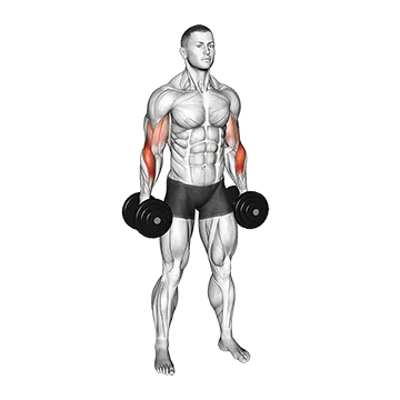 Best Forearm Extensors Exercises Dumbbell Standing Alternate Reverse Curl