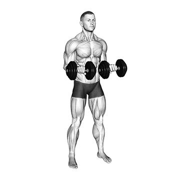 Dumbbell Standing Arms Rotate