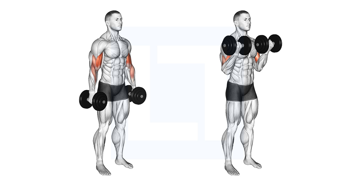 Dumbbell Seated Bicep Curl Guide Benefits And Form Dumbbell Seated Bicep Curl Guide Benefits And Form