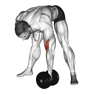 Dumbbell Standing Concentration Curl