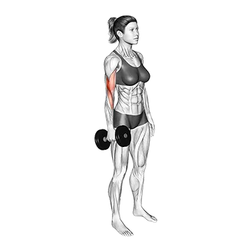 Dumbbell Standing Single Arm Biceps Curl
