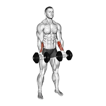 Best Dumbbell Forearm Workouts Dumbbell Standing Wrist Curl