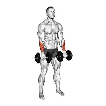 Dumbbell Standing Wrist Reverse Curl