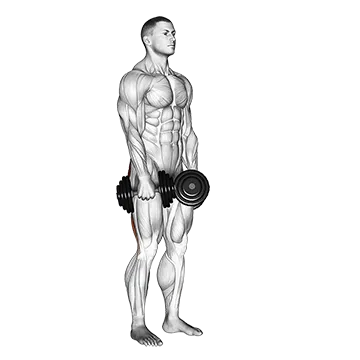 Best Hamstring Workouts With Dumbbells Dumbbell Stiff Leg Deadlift