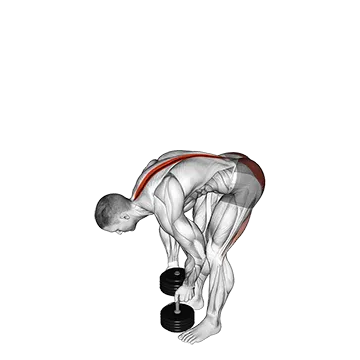 Dumbbell Straight Legs Deadlift
