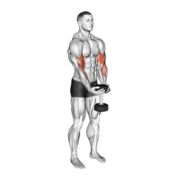Dumbbell Waiter Biceps Curl