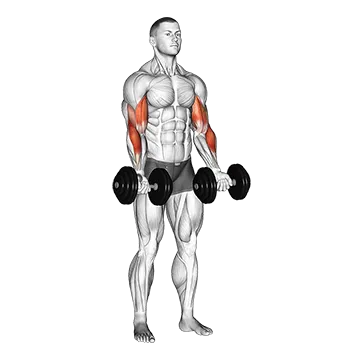 How To Build Bigger Forearms Dumbbell Zottman Curl