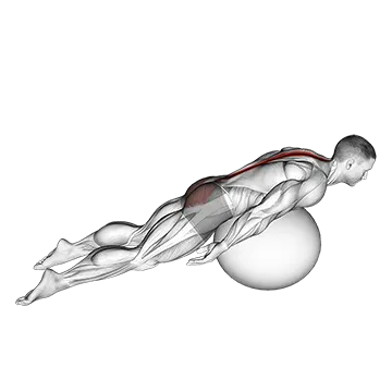 Best Stability Ball Ab Workouts Exercise Ball Back Extension With Knees Off Ground