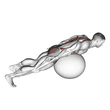 Best Stability Ball Ab Workouts Exercise Ball Back Extension With Rotation