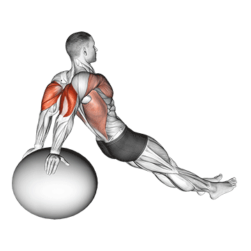 Best Stability Ball Workouts Exercise Ball Dip