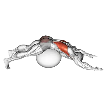 Best Lower Back Stretches Exercise Ball Lower Back Prone Stretch