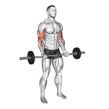 Best Ez Curl Bar Bicep Workouts Ez Bar 21S