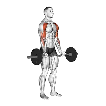 Ez Bar Drag Bicep Curl