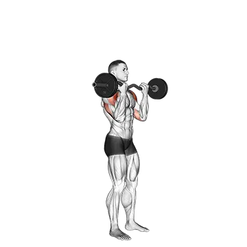 Best Ez Curl Bar Tricep Workouts Ez Bar Standing Overhead Press