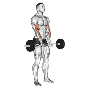 Best Ez Curl Bar Bicep Workouts Ez Barbell Close Grip Curl