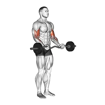Best Ez Curl Bar Bicep Workouts Ez Barbell Curl