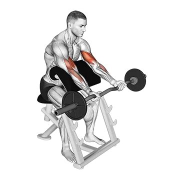 How To Build Bigger Biceps Ez Barbell Preacher Curl