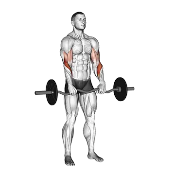 Best Ez Curl Bar Bicep Workouts Ez Barbell Reverse Grip Curl