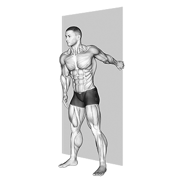 How To Grow Your Forearms Forearm Pronator Stretch