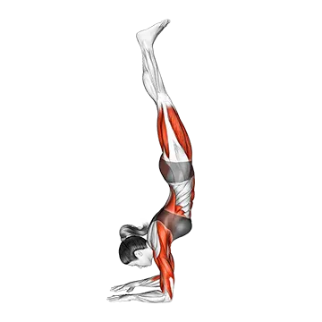 Forearms Stand Yoga Pose Pincha Mayurasan