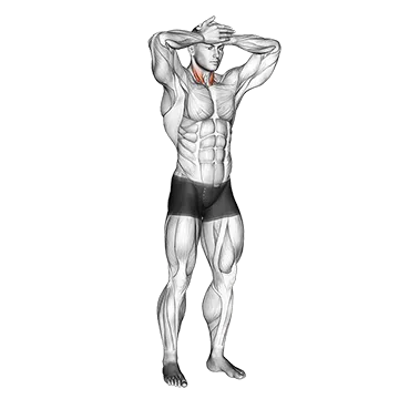 Front and Back Neck Stretch