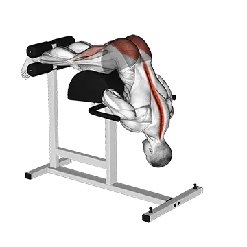 Glute Ham Developer Hip Extension