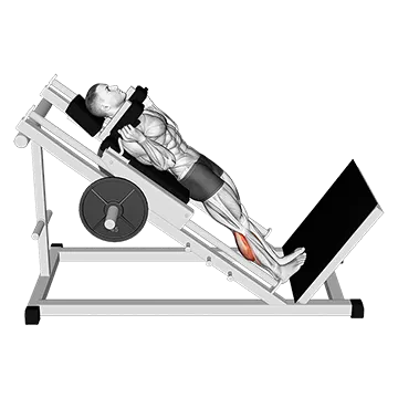 Best Machine Calf Workouts Hack Calf Raise