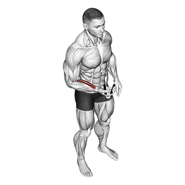 Hand Spring Wrist Curl