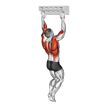 Best Bodyweight Forearm Workouts Hangboard Hang With 135 Degree Elbow
