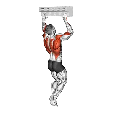 Best Bodyweight Forearm Workouts Hangboard Hang With 90 Degree Elbow