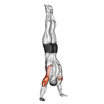 Best Calisthenics Shoulder Workouts Handstand Push Up