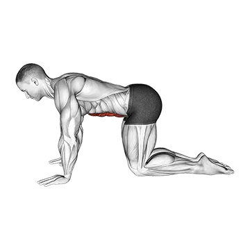 Kneeling Abdominal Draw in