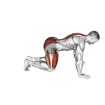 Kneeling Forward Hip Circles