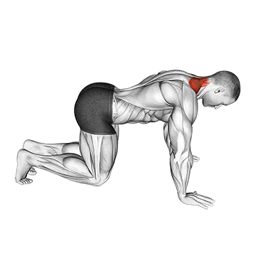 Kneeling Neck Stretch