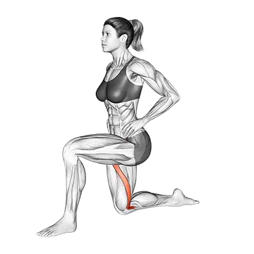 Kneeling Sartorius Stretch