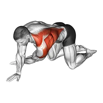 Best Shoulder Mobility Exercises Kneeling T Spine Mobility Stretching