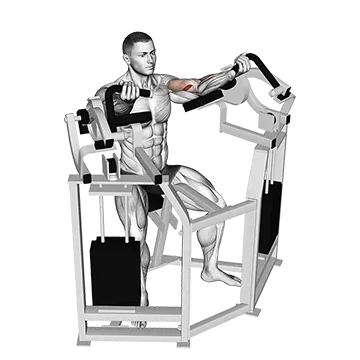 Best Machine Bicep Workouts Lever Bicep Curl