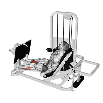 Best Calf Workouts Lever Seated Calf Press