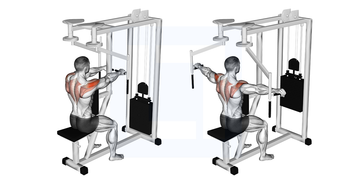 Reverse Back Fly On Bench